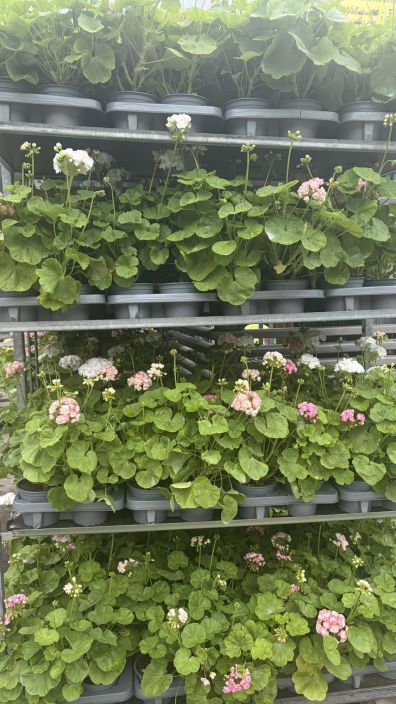 KOTIMAINEN pelargonia iso 14cm tuotekuva 2