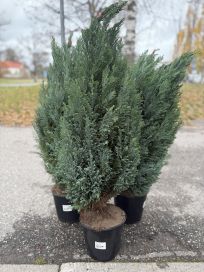 Sypressi ellwoodii 80-90cm 21cm ruukku