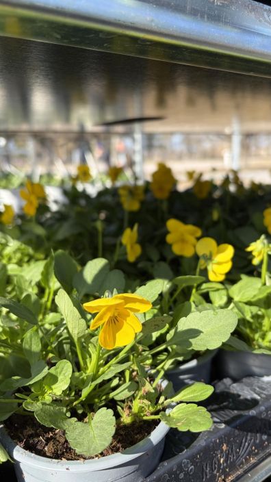 Orvokkitaimi 9cm tuotekuva 3 Orvokkitaimi 9cm tuotekuva 3