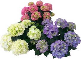 Terassihortensia 23cm