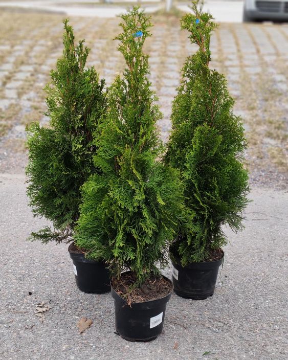 Timanttituija Smaragd 60-80cm tuotekuva 1