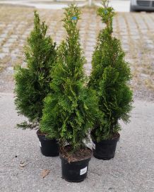 Timanttituija Smaragd 60-80cm