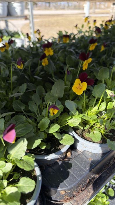 Orvokkitaimi 9cm tuotekuva 2 Orvokkitaimi 9cm tuotekuva 2