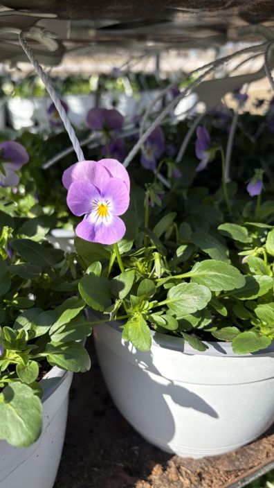 Orvokkiamppeli tuotekuva 3 Orvokkiamppeli tuotekuva 3