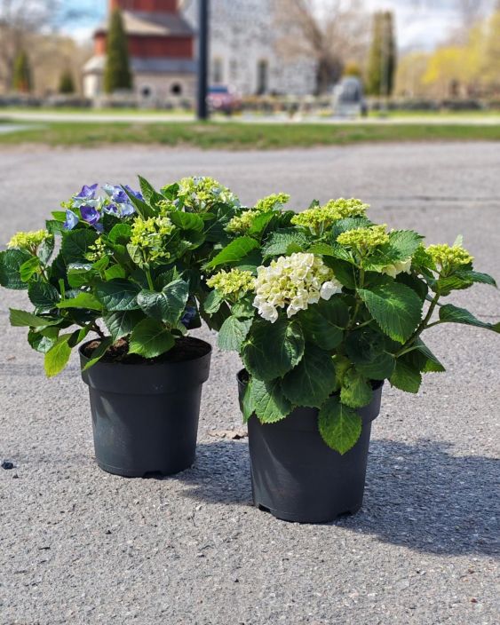 Terassihortensia 19cm tuotekuva 1