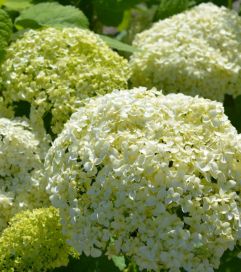 Annabelle pallohortensia 3L