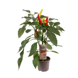 Chilipaprika 14cm