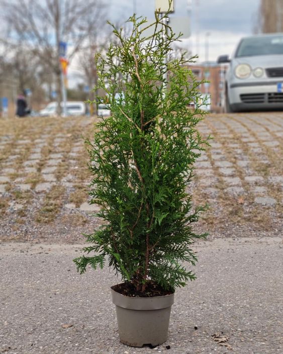 Kartiotuija "Brabant" 60-80cm tuotekuva 1 Kartiotuija "Brabant" 60-80cm tuotekuva 1