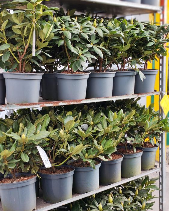 Alppiruusu 21cm tuotekuva 4 Alppiruusu 21cm tuotekuva 4