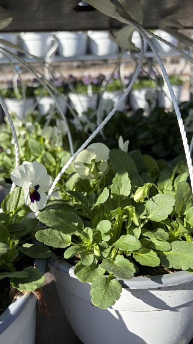 Orvokkiamppeli tuotekuva 7 Orvokkiamppeli tuotekuva 7