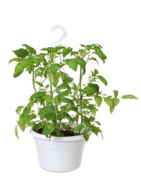 Tomaattiamppeli 25 cm