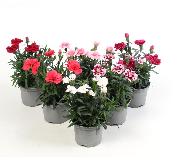 Neilikka 10,5cm dianthus mixkar 901-869 Neilikka 10,5cm dianthus mixkar 901-869