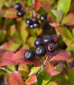 Koristearonia 2L