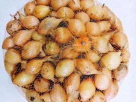 Sturon istukassipuli 500g