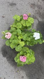 KOTIMAINEN pelargonia iso 14cm