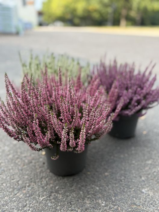 Calluna 17 cm Calluna XL 17 cm. Calluna 17 cm Calluna XL 17 cm.