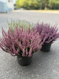 Calluna 17 cm