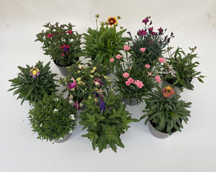 Perenna mix 12cm ruukussa 901-825 Perenna mix 12cm ruukussa 901-825