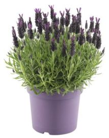 Laventeli 23cm