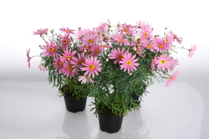 Marketta 12cm tuotekuva 1 Marketta 12cm tuotekuva 1