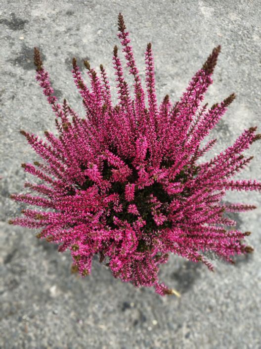 Calluna 12cm värjätty tuotekuva 3