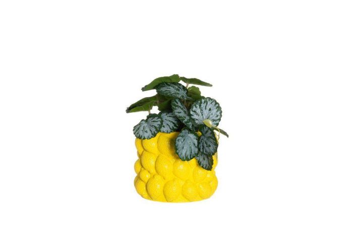 4Living ruukku Lemon 14,5cm 645563 tuotekuva 1