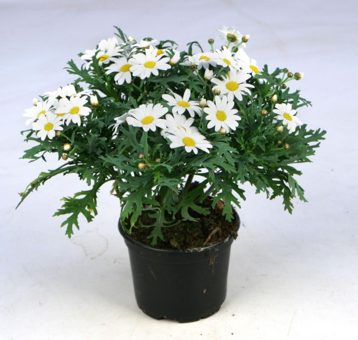 Marketta 12cm Valikoimasssa valkoisia ja vaaleanpunaisia markettoja 12 cm ruukussa. Marketta 12cm Valikoimasssa valkoisia ja vaaleanpunaisia markettoja 12 cm ruukussa.