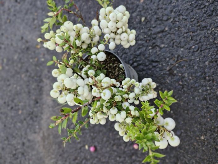 Marjakanerva 11cm ruukussa tuotekuva 1