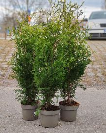 Kartiotuija "Brabant" 60-80cm