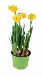 Kotimainen Narsissi Tete 12cm