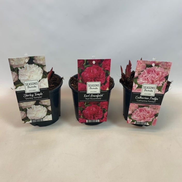 Pioni mix 13cm ruukussa 901-804 Pioni mix 13cm ruukussa 901-804