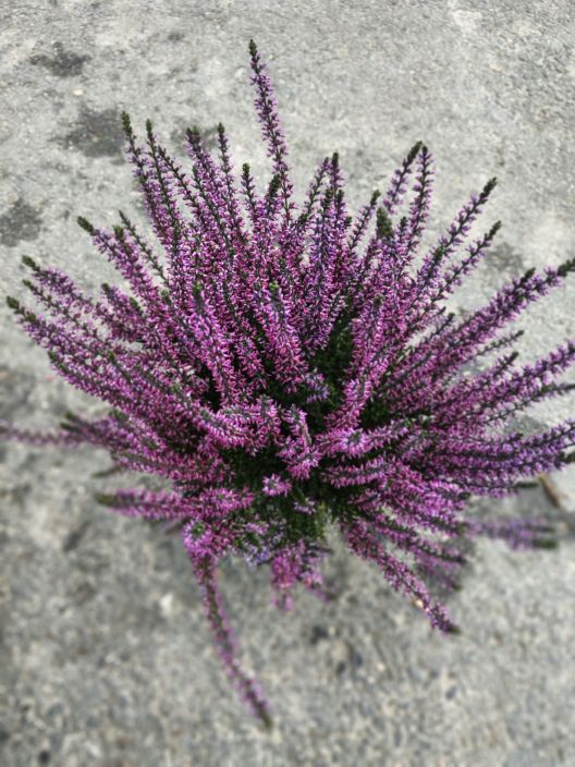 Calluna 12cm värjätty tuotekuva 2