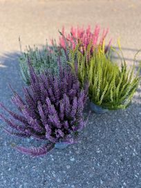 Calluna 12cm