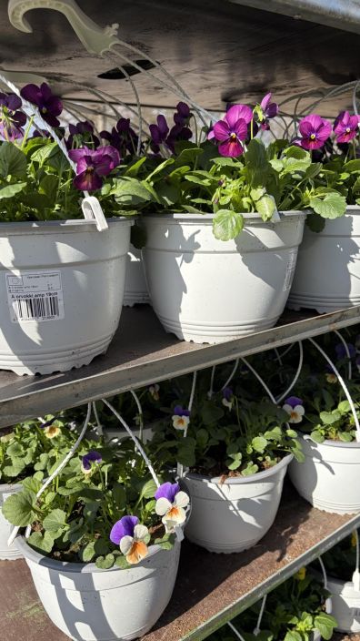 Orvokkiamppeli tuotekuva 5 Orvokkiamppeli tuotekuva 5