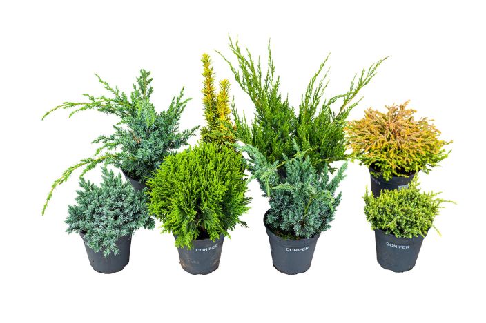 Havumix 13cm ruukussa Lajitelma pienia, ikivihreita havukasveja 13 cm ruukussa. Havumix 13cm ruukussa Lajitelma pienia, ikivihreita havukasveja 13 cm ruukussa.