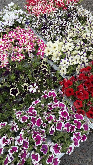 Petunia 10,5cm tuotekuva 2
