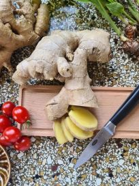 Inkivääri Zingiber Officinals 6kpl