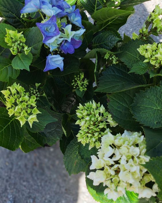 Terassihortensia 19cm tuotekuva 2