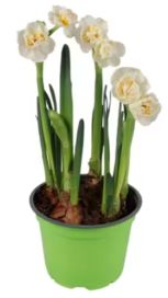 Perunanarsissi 12cm