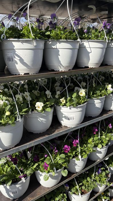 Orvokkiamppeli tuotekuva 4 Orvokkiamppeli tuotekuva 4