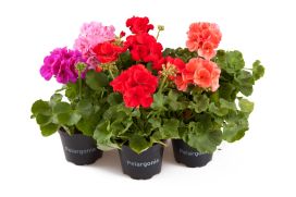 Pelargonia 12cm