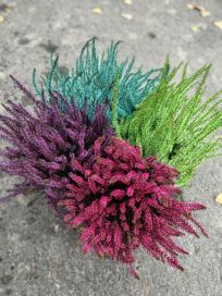 Calluna värjätty 12cm