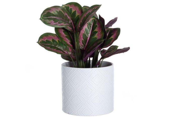 4Living ruukku Melissa 20cm 645545 tuotekuva 1