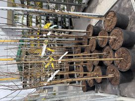 Hedelmäpuut 100-150cm