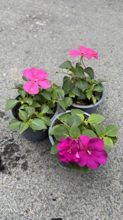 Kesäkukkataimi 9cm tuotekuva 1