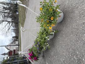 Kesäkukka-amppeli 21cm