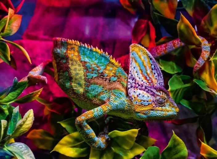 Chameleon 500p 12001333 tuotekuva 1