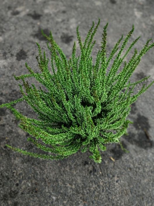 Calluna 12cm värjätty tuotekuva 4