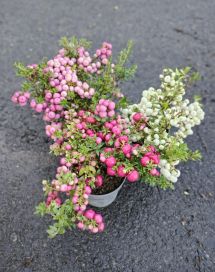 Marjakanerva 11 cm