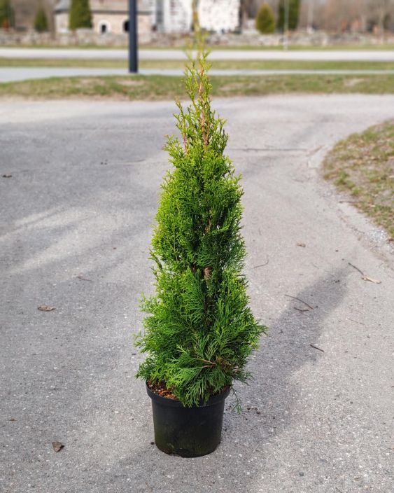 Timanttituija Smaragd 80-100cm tuotekuva 1
